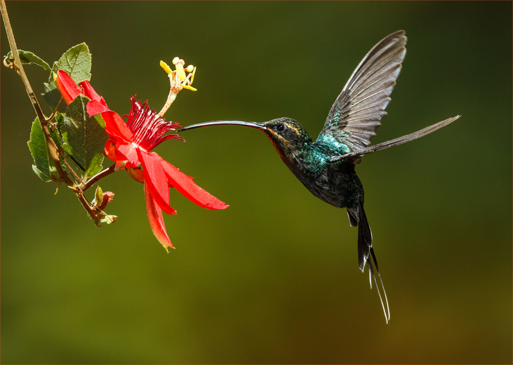 Online_Kerry_Boytell_Hummingbird_at Passionfruit_Flower