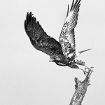 White Tailed Hawk take off_resized