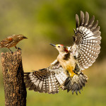 Woodpecker confrontation_resized