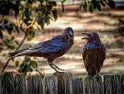 Mischievous Ravens