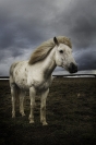icelandic horse