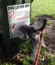 Terry Dwyer - Dog and dog litter bin