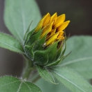Anna Pha  Sunflower Bud