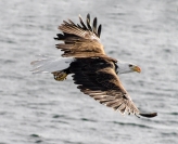 Kerry Boytell  Bald Eagle in Flight