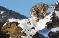Kerry Boytell  Snow Leopard