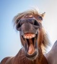 Patricia Beal  Horse Laugh