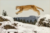Kerry  Boytell  Mountain  Lion  Leap - Merit
