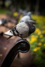 Sue Pokrzywa Hyde Park Pigeon - Credit