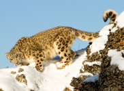 Eric Lippey Snow Leopard Credit