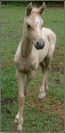 Yvonne Lewington Filly With Legs Crossed