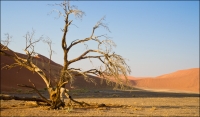 Rosemary Cox  Namib Desert