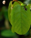 Sam Degabriele  Ant  On  Leaf