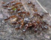 Anna Pha Ants Feast