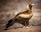 Les Atkins Wedgetail Eagle