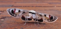 Anna Pha Grey Moth
