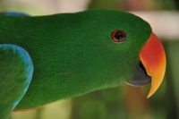 Robbie Geyer  Green Parrot