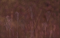 Anna Pha  Windmill Grass