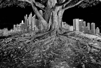 Jennifer Gordon  City tree