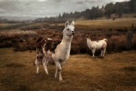 Ralph Hilmer  Oregonian Llamas