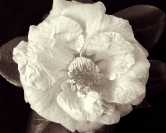 Yvonne Dodwell  Faded Camelia