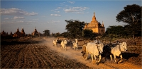Kerry Boytell  Bagan Bullock Carts