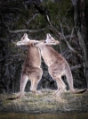 Michael Hing  Fighting Kangaroos