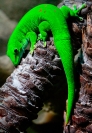 Eric Lippey  Day Gecko