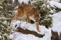 Mountain Lion Stalking  Kerry Boytell Merit