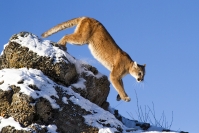 Mountain Lion on the Run  Kerry Boytell Merit
