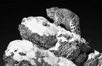Snow Leopard Kerry  Boytell Merit