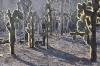robbie_geyer_galapagos-cactus