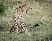 Patricia_Beal_Mara Cheetah Yawn
