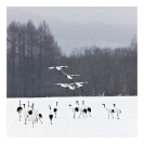 Credit_chris_chau_red-crowned-cranes-landing