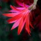 Cactus_Flower2