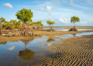 phil_cargill_mangroves_1