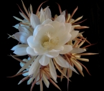 yvonne_dodwell_night_cactus_flowers