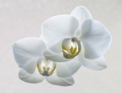 Merit_anna_pha_phalaenopsis orchid