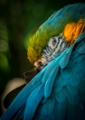 Merit_jim_wilson_resting_macaw_1