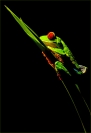 Credit_Kerry_Boytell_Red_Eyed_Tree_Frog_at_Night