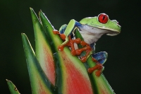 Merit_&_Colour_Print_of_the_Night_eric_lippey_bluejean tree frog_1