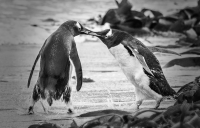 eric_lippey_angry penguins_1
