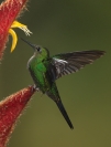 eric_lippey_hummingbird