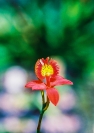 John_Griffiths_red orchid-1