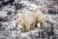Merit_jim_wilson_polar_bear_cubs_1