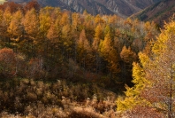 Fujiko_Watt_Autumnal_Forest