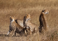 Michael_Hing_Cheetah_Family1