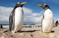 eric_lippey1-falklands penguins
