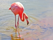 Merit_Jim_Millar_Galapagos_flamingo_1