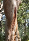 Maureen_West_wounded_tree_1