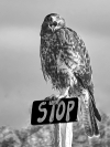 Jim_Millar_Galapagos_hawk_says_stop_1